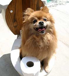 a small tan dog is sitting on a toilet