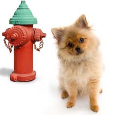 A small tan dog sitting by a hydrant