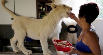 Woman Keeps 8 Month Old Lion as a Pet