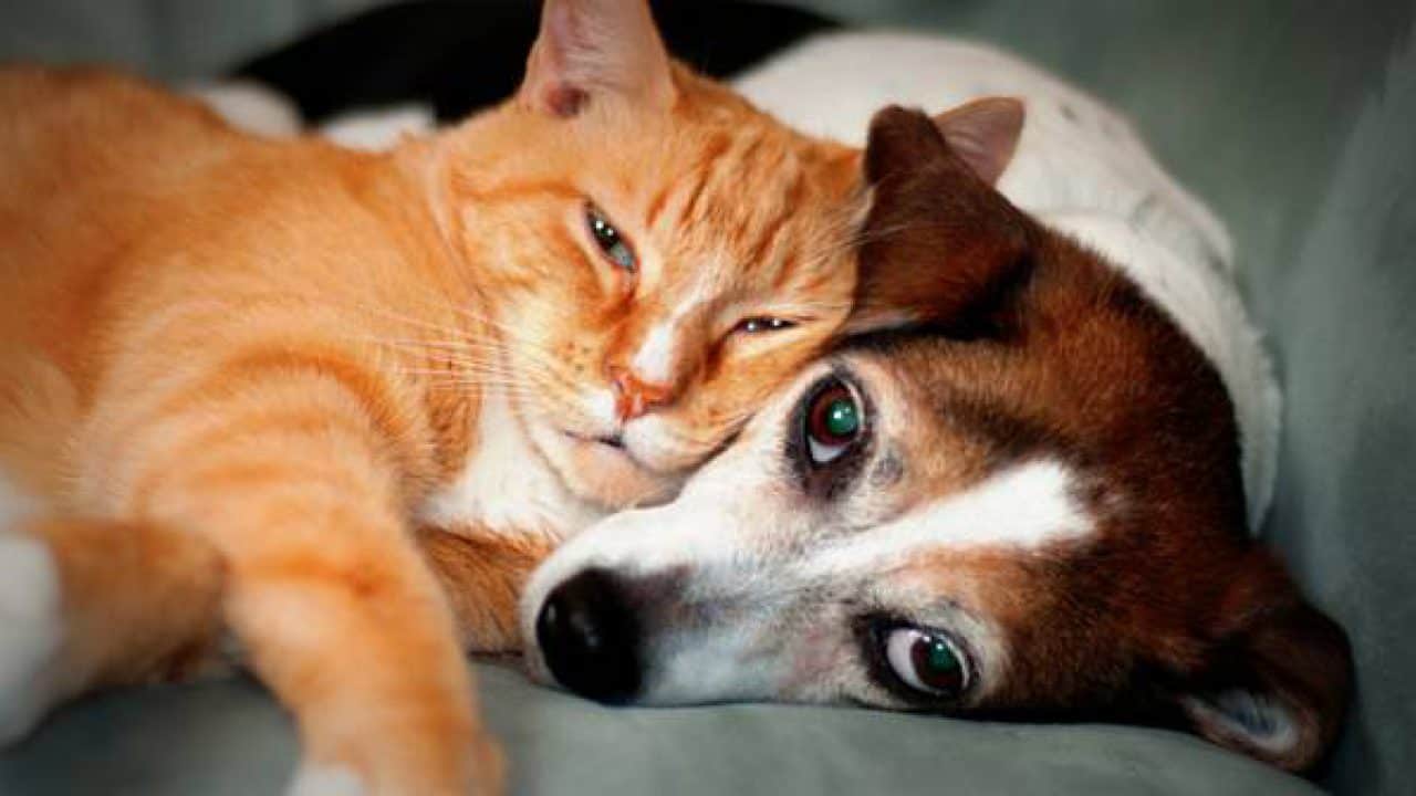 Periodontal Disease in Dogs Cats | Disease in