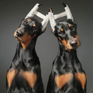 two dobermans with their ears cropped
