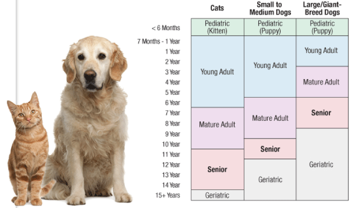 How old is your pet - chart