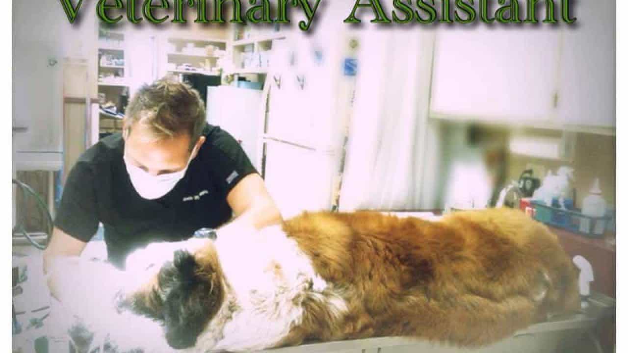 What are the Differences Between a Veterinary Technician and a Veterinary  Assistant