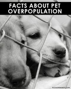 Pet Facts | Facts About Pet Overpopulation | Pet Overpopulation