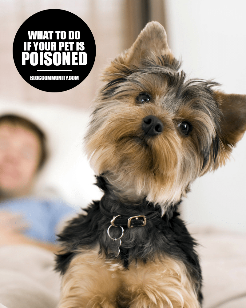 What To Do If Your Pet Is Poisoned | Help My Pet Is Poisoned