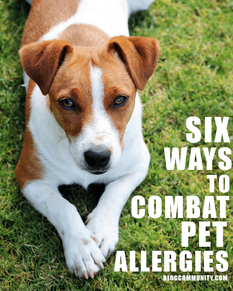 pet allergies