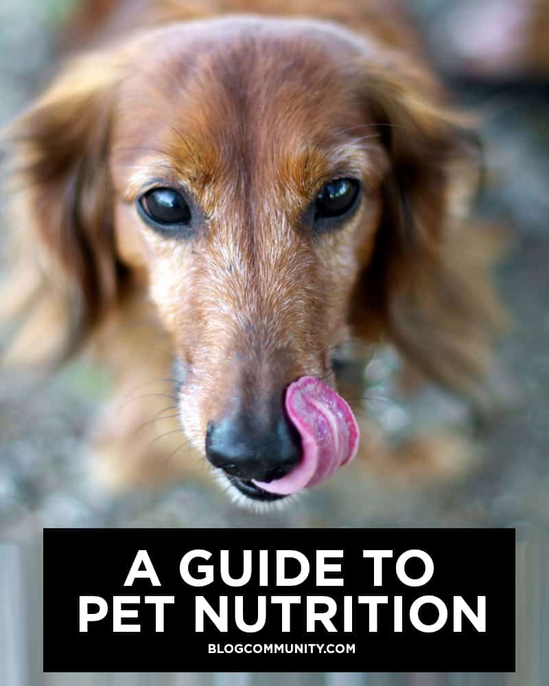 Guide to pet nutrition