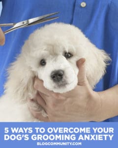 How to overcome grooming stress for dogs