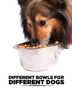 Dog Food Bowls