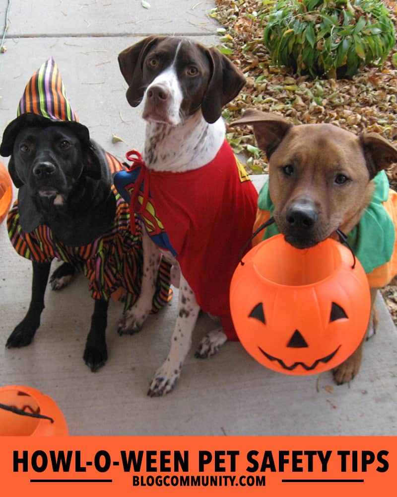 Three dogs dressed up in halloween costumes