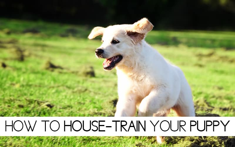 How to house train your puppy