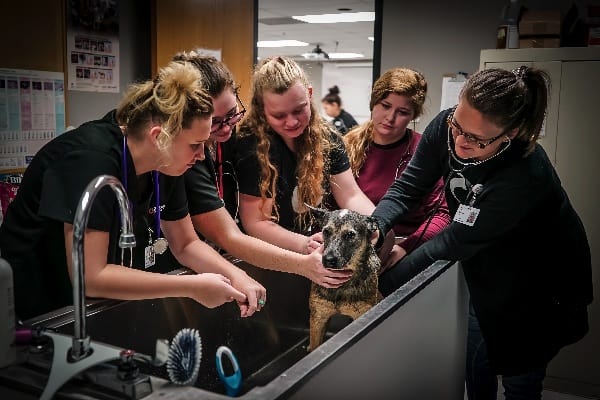 4 Students and a professor are bathing a dog in veterinary assistant school