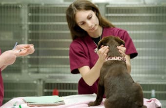 Student learning Vet Assistant at Community Care College
