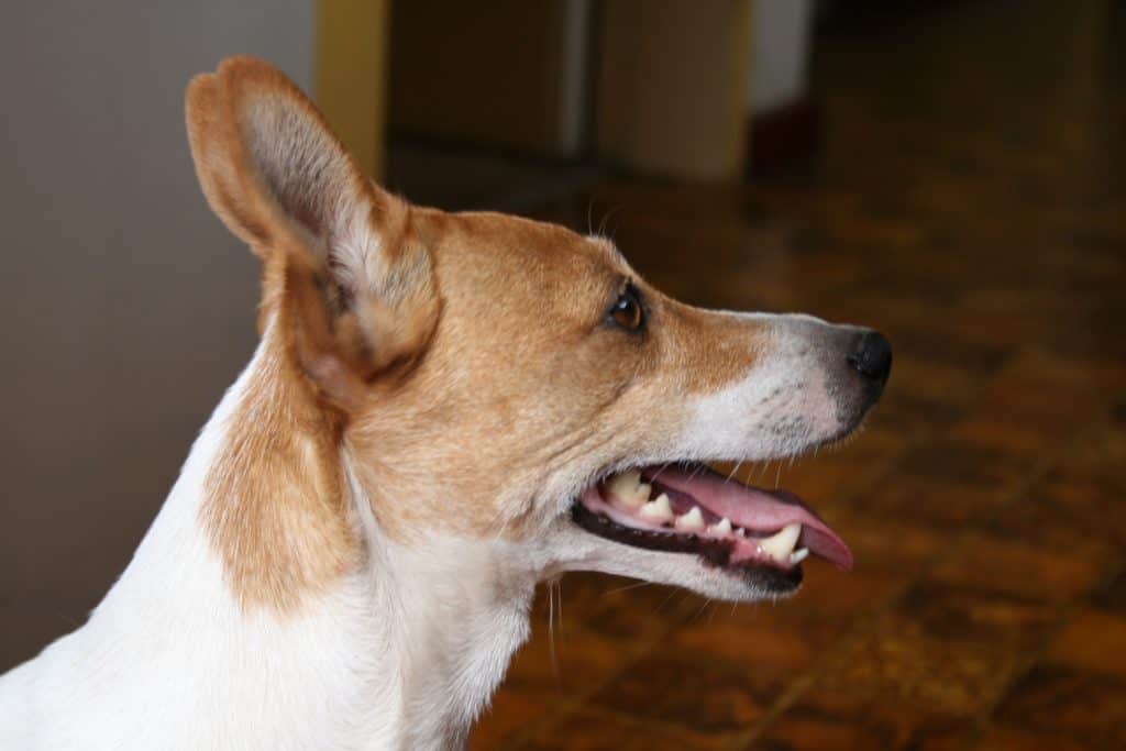 side view of jack russell terrier