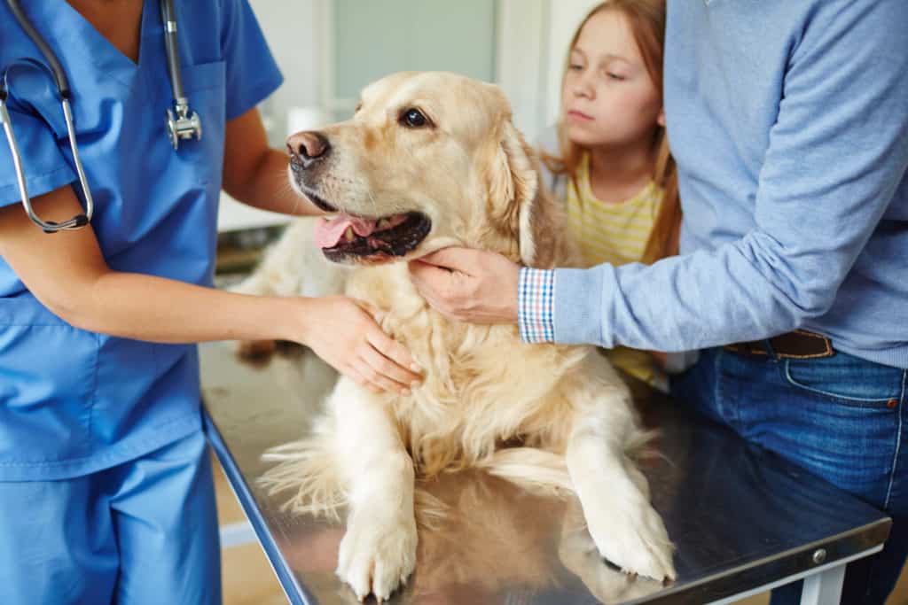 Happy Dog at Community Care College